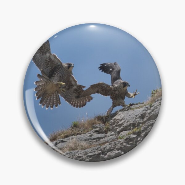 Item preview, Peregrine Falcons designed and sold by Derren Jones.