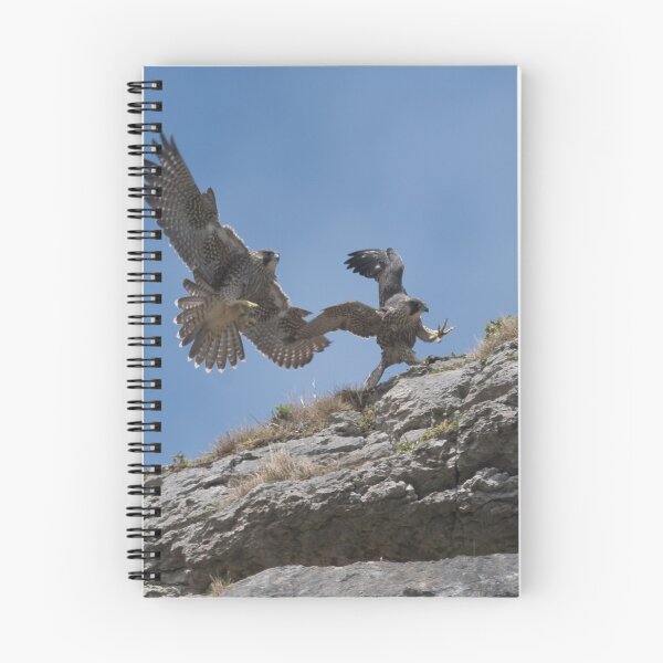 Item preview, Peregrine Falcons designed and sold by Derren Jones.