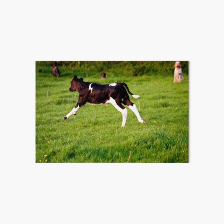 The Galloping Calf Art Board Print