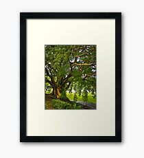Bodhi Tree Framed Print