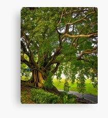 Bodhi Tree Canvas Print