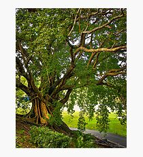 Bodhi Tree Photographic Print