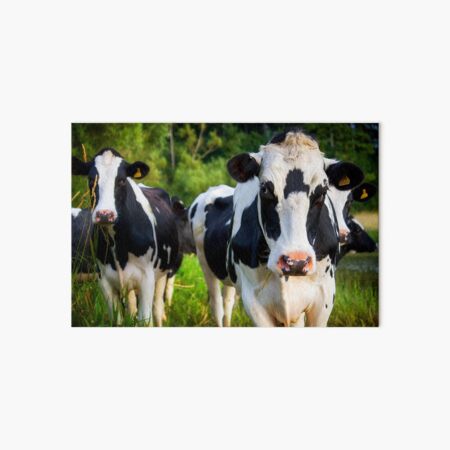 The Curious Cows Art Board Print