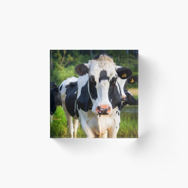 The Curious Cows Acrylic Block