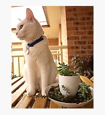 Bird Watch Photographic Print