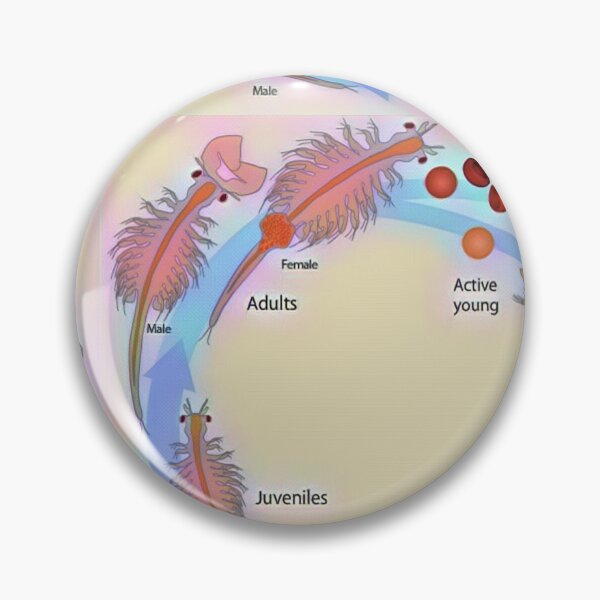 Item preview, Life Cycle of Brine Shrimp designed and sold by funhousejen.