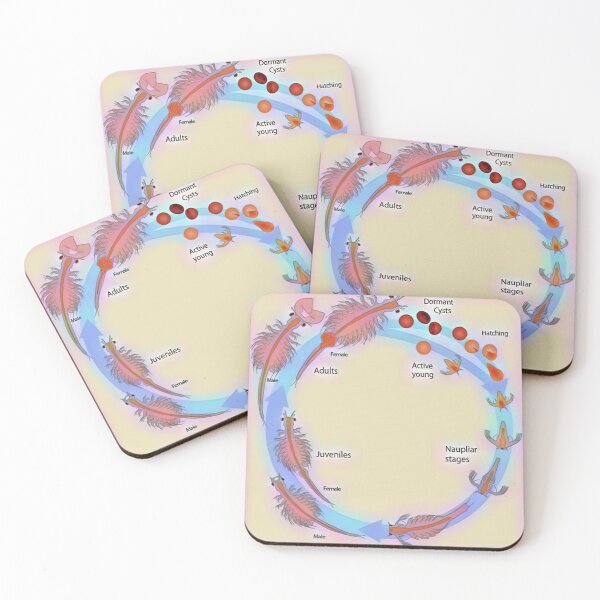 Item preview, Life Cycle of Brine Shrimp designed and sold by funhousejen.
