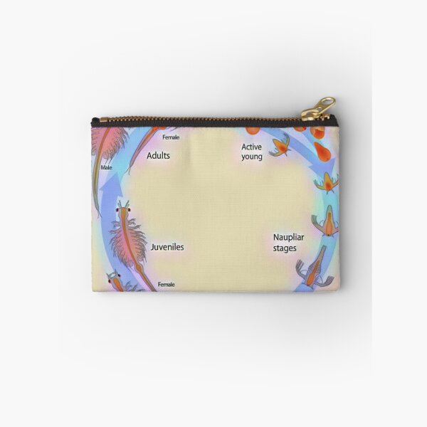 Item preview, Life Cycle of Brine Shrimp designed and sold by funhousejen.
