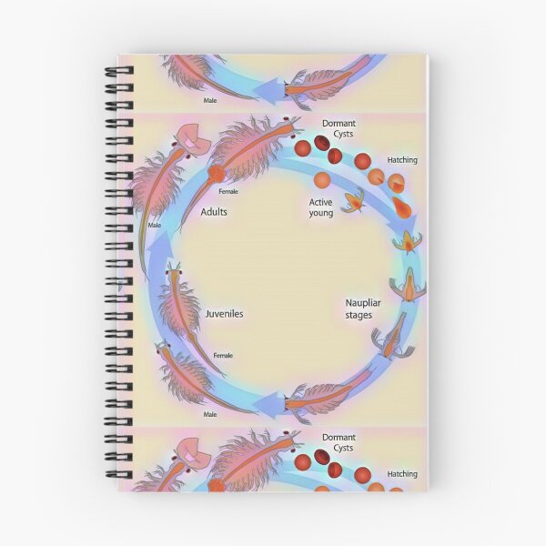 Item preview, Life Cycle of Brine Shrimp designed and sold by funhousejen.