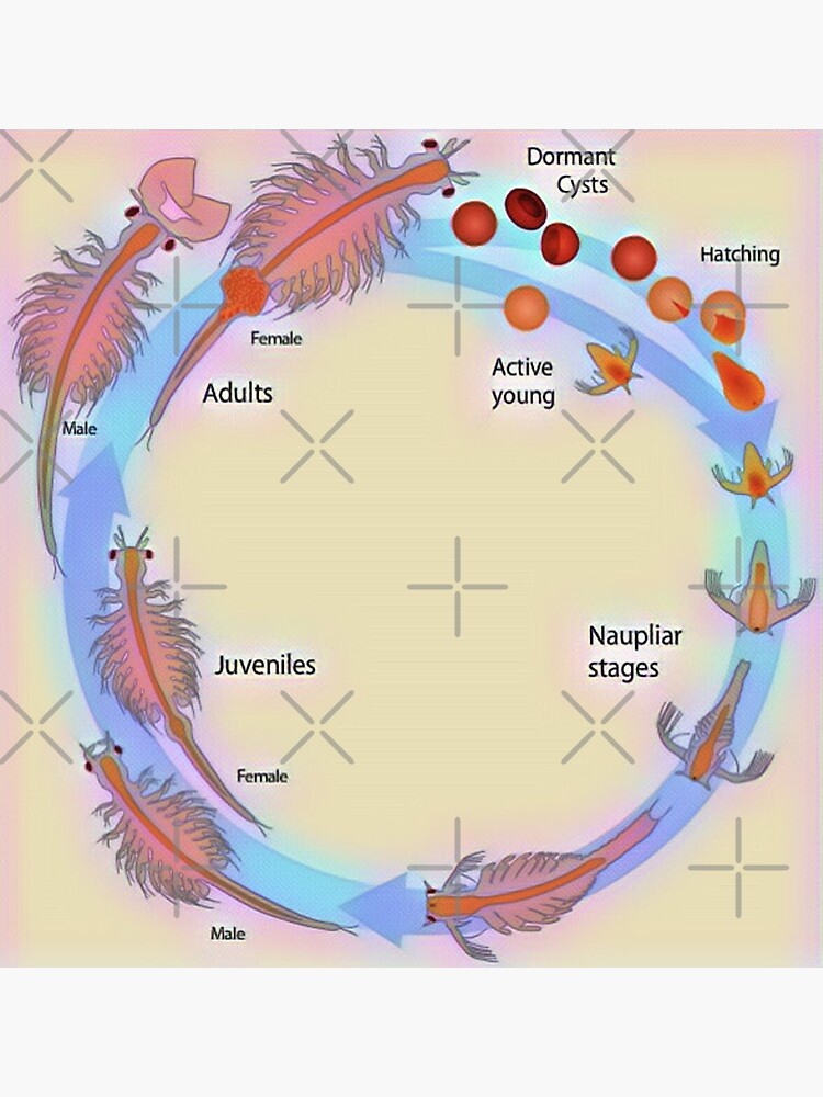 "Life Cycle Of Brine Shrimp" Poster For Sale By Funhousejen | Redbubble