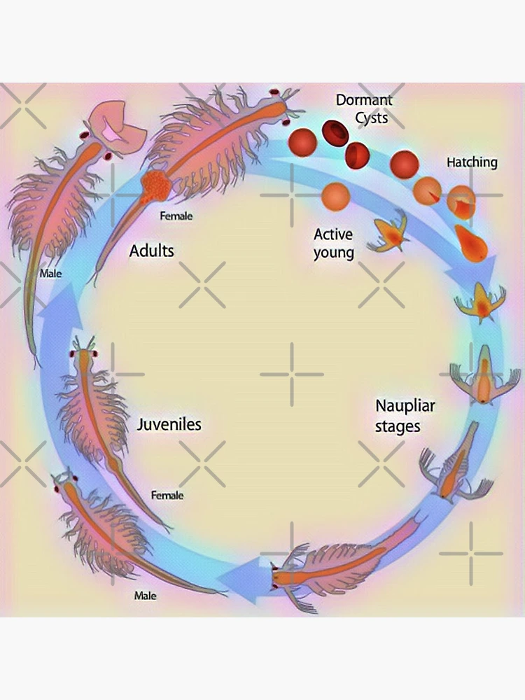 Brine Shrimp: Life Cycle  Brine shrimp, Sea monkeys, Shrimp tank