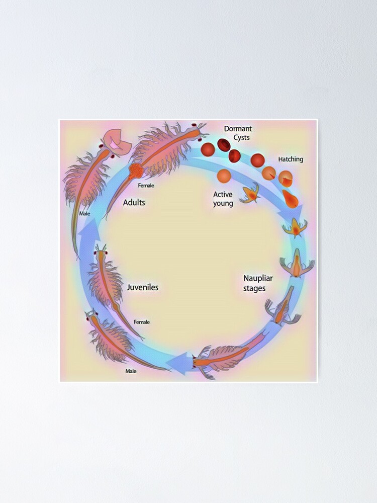 Life Cycle Of Brine Shrimp Poster By Funhousejen | Ubicaciondepersonas ...