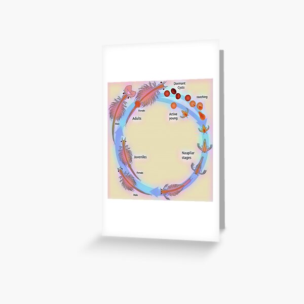 "Life Cycle Of Brine Shrimp" Greeting Card For Sale By Funhousejen ...