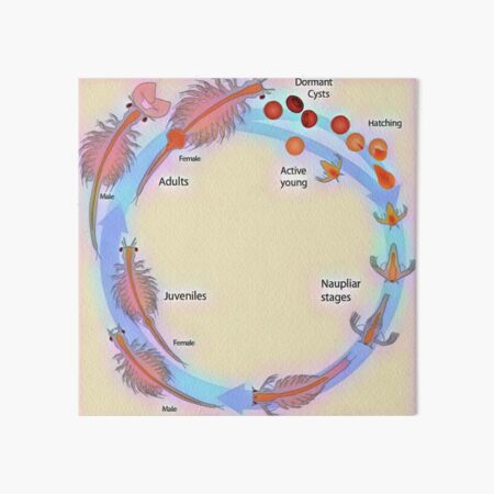 "Life Cycle Of Brine Shrimp" Art Board Print By Funhousejen | Redbubble