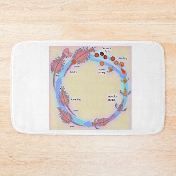 Item preview, Life Cycle of Brine Shrimp designed and sold by funhousejen.