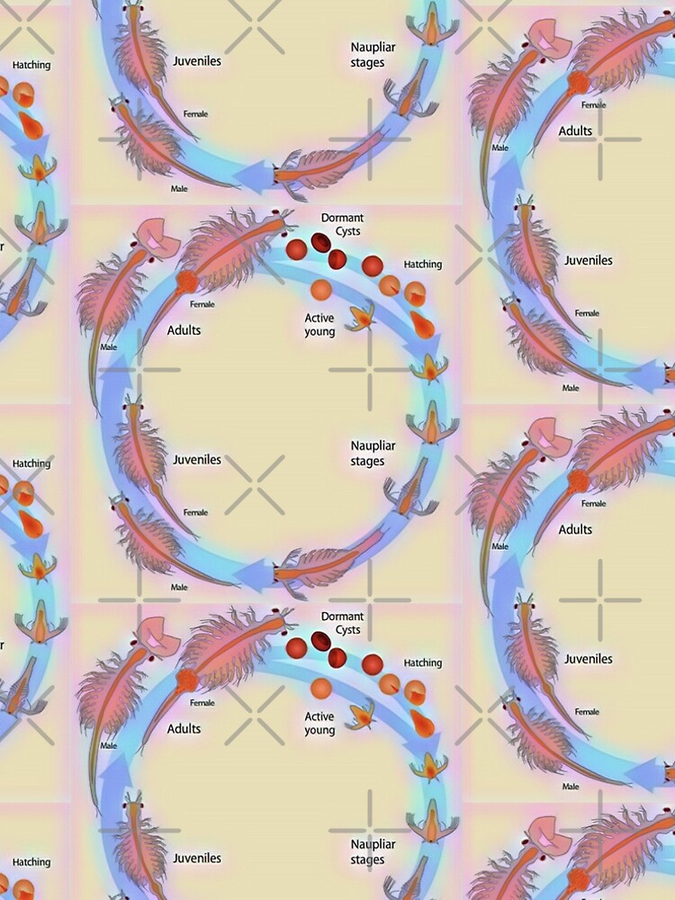 Brine Shrimp: Life Cycle  Brine shrimp, Sea monkeys, Shrimp tank