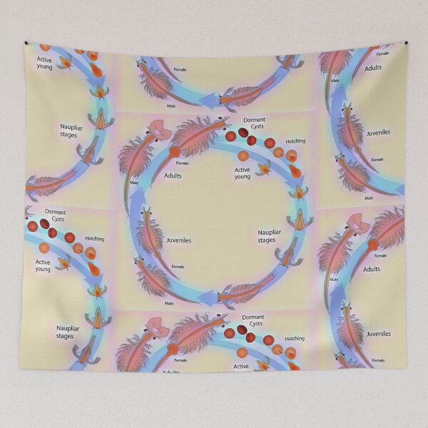 Item preview, Life Cycle of Brine Shrimp designed and sold by funhousejen.