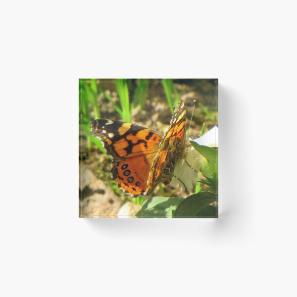 Item preview, Sun Splashed Monarch designed and sold by Diane Arndt.