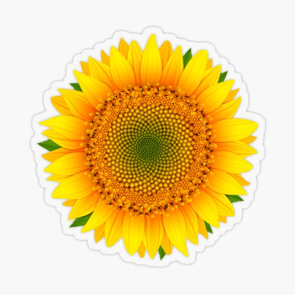 Sunflower Isolated Sticker By Karim7 Redbubble