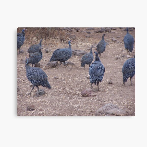 Guinea fowl, Kenya Canvas Print