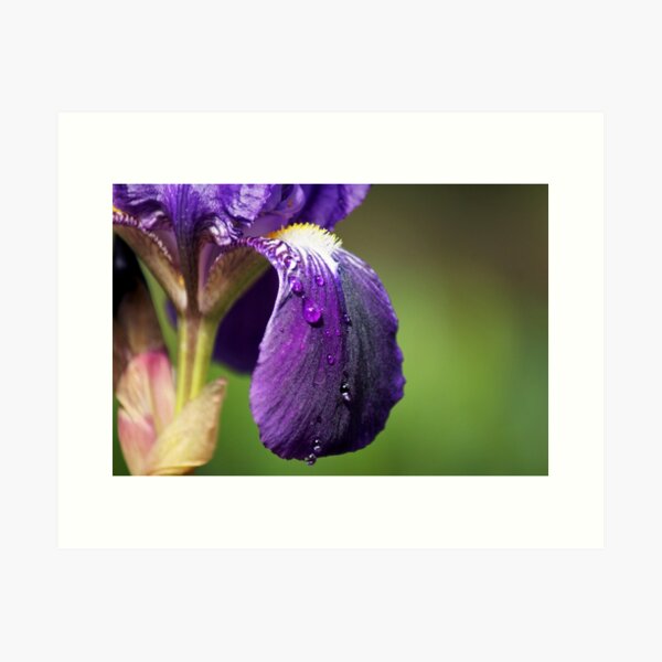 Item preview, Iris in morning dew designed and sold by aestheticofcalm.