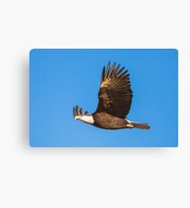 Bald Eagle in Flight Canvas Print