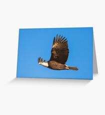 Bald Eagle in Flight Greeting Card