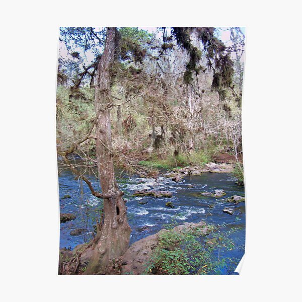 Hillsborourgh River State Park, River tree Poster