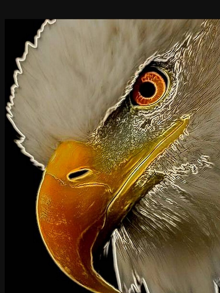 Bald Eagle by michaeltodd