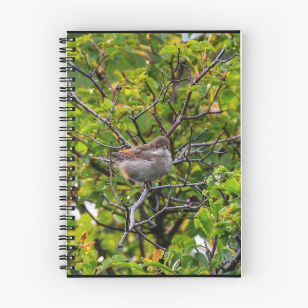 Item preview, Common Whitethroat Fledgling  designed and sold by rwhooster.