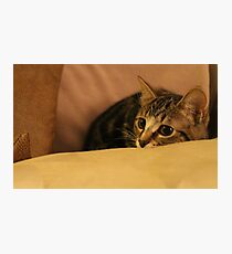 Skulk Photographic Print