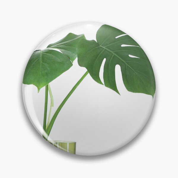 Item preview, Monstera Deliciosa aka Swiss Chees Plant baby in green vase, white background designed and sold by HTPOP.