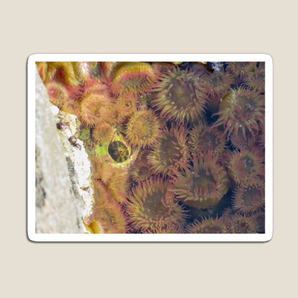 Item preview, Anemone  designed and sold by DigitalGen.