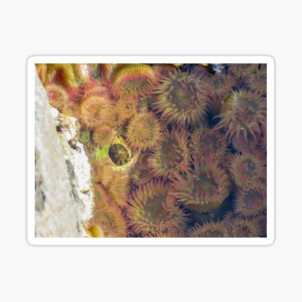 Anemone Sticker