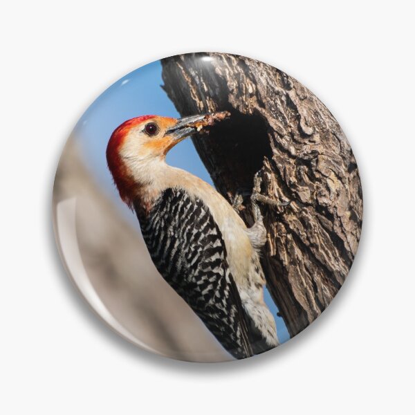 Item preview, Carpintero de vientre rojo con comida en su pico designed and sold by Stretch Clendennen.