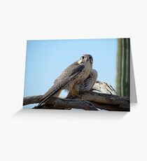 Prairie Falcon~ Eye Contact Greeting Card