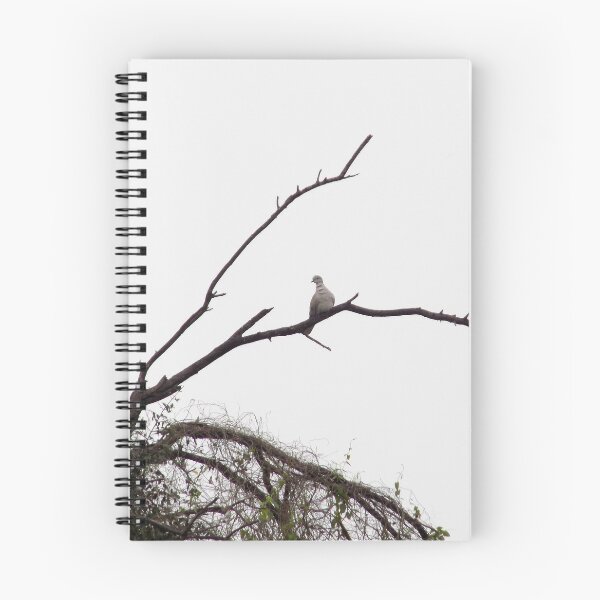 Item preview, White-Tipped Dove (Leptotila verreauxi) on a Branch designed and sold by Inuyasha907.