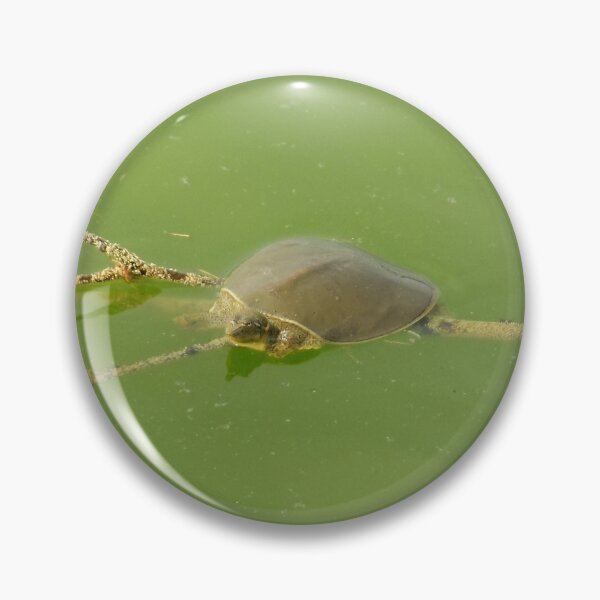 Item preview, Spiny Softshell Turtle (Apalone spinifera) Resting on a Floating Stick designed and sold by Inuyasha907.