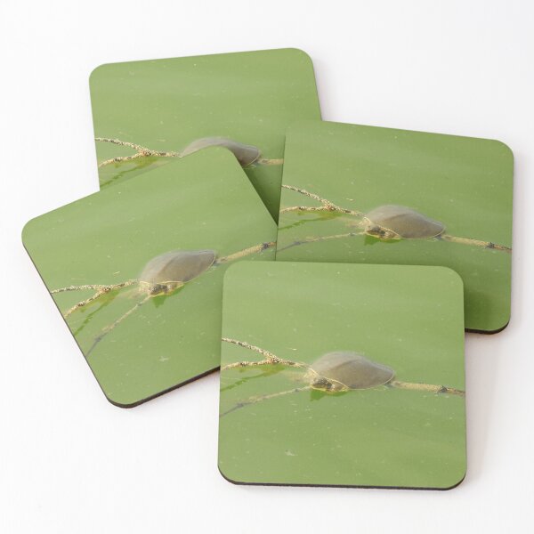 Item preview, Spiny Softshell Turtle (Apalone spinifera) Resting on a Floating Stick designed and sold by Inuyasha907.