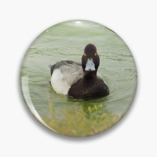 Item preview, Male Lesser Scaup (Aythya affinis) Front View designed and sold by Inuyasha907.