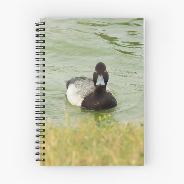 Item preview, Male Lesser Scaup (Aythya affinis) Front View designed and sold by Inuyasha907.