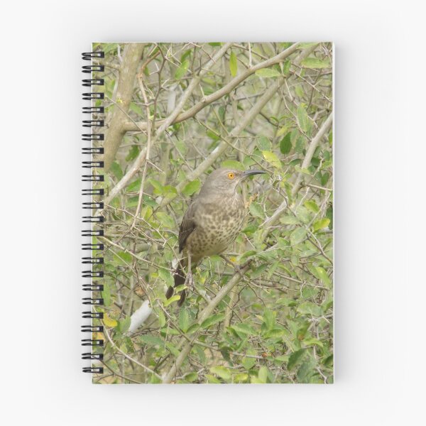 Item preview, Curve-Billed Thrasher (Toxostoma curvirostre) designed and sold by Inuyasha907.