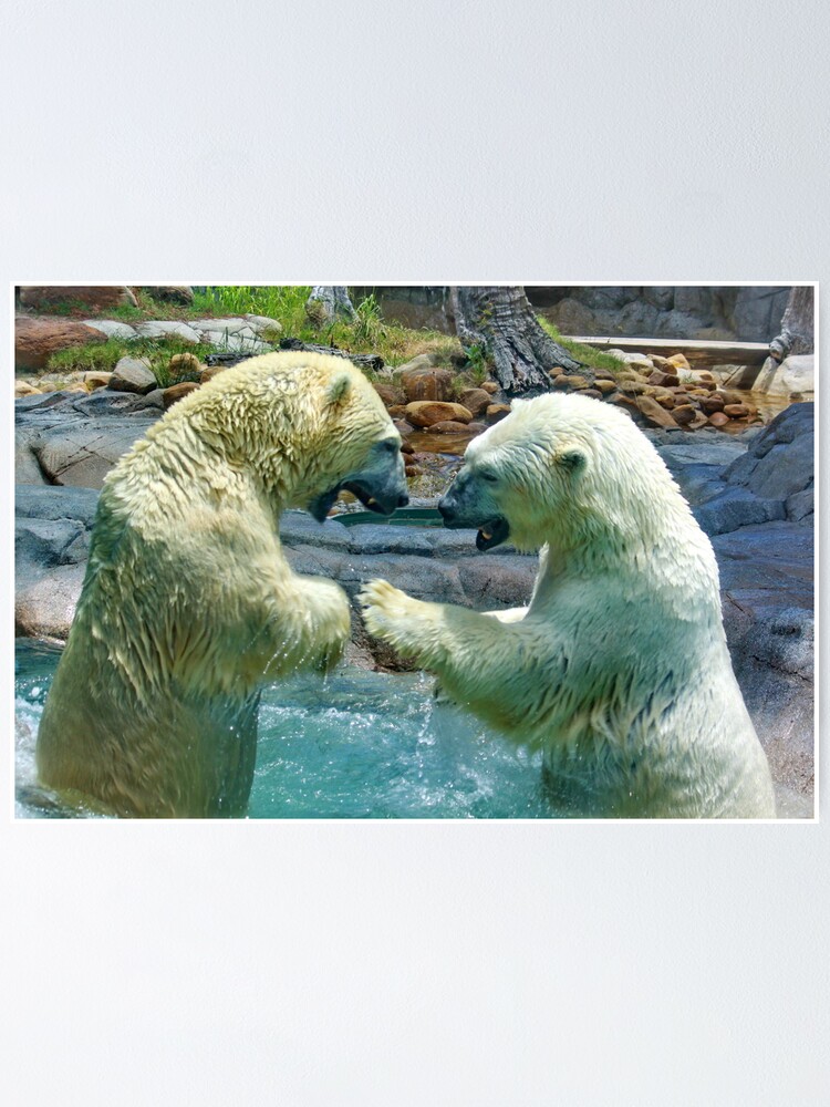 "Polar bears wrestling smash and dodge" Poster by AlexDu Redbubble