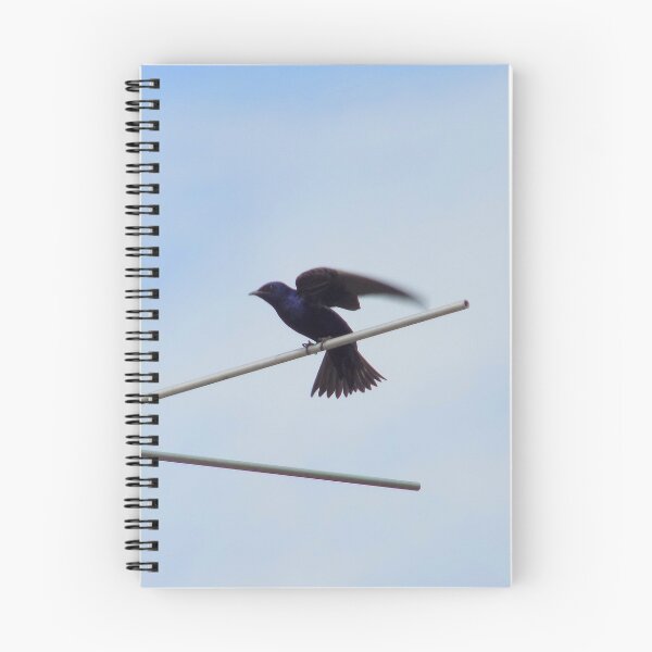 Item preview, Male Purple Martin (Progne subis) Flapping designed and sold by Inuyasha907.