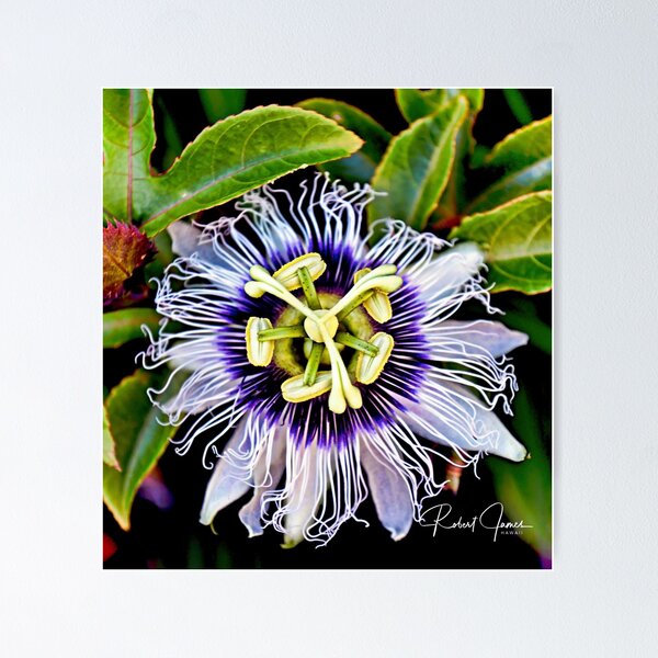 Item preview, Pua Liliko'i designed and sold by aloharobj.