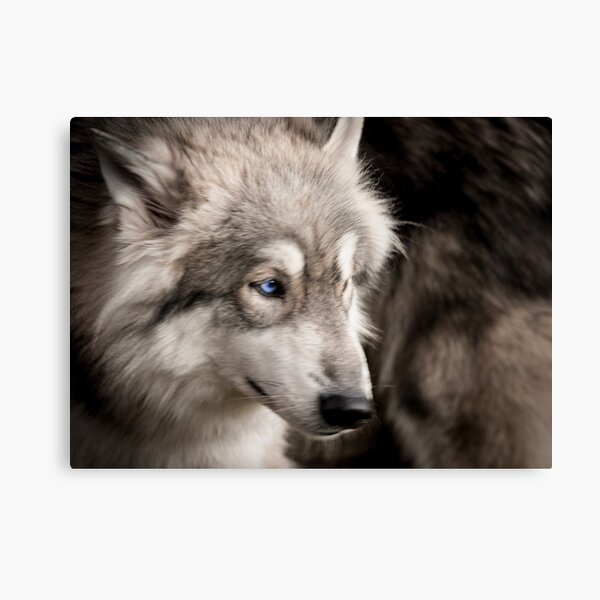 Wandbilder Blue Eye Wolf Redbubble