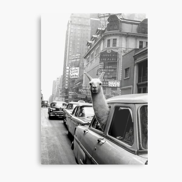 Llama Riding In Taxi Metal Print
