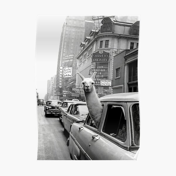 Llama montando en taxi Póster