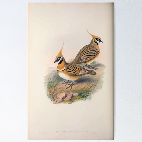 Item preview, John Gould The Birds of Australia 1869 069 Lophophaps Leucogaster designed and sold by wetdryvac.