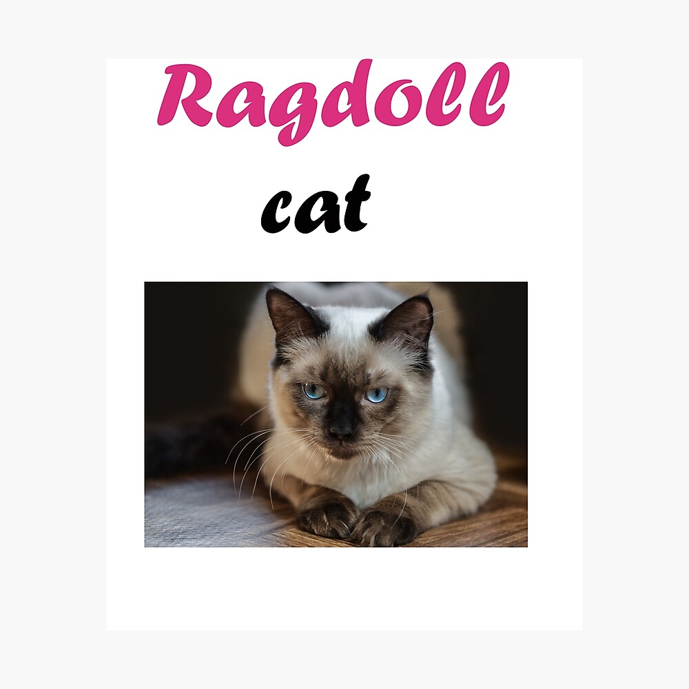 ragdoll love